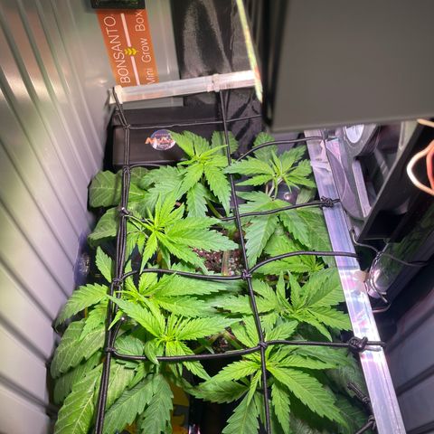 Bonsanto L Mini Grow Box White Widow growlog timeline photo