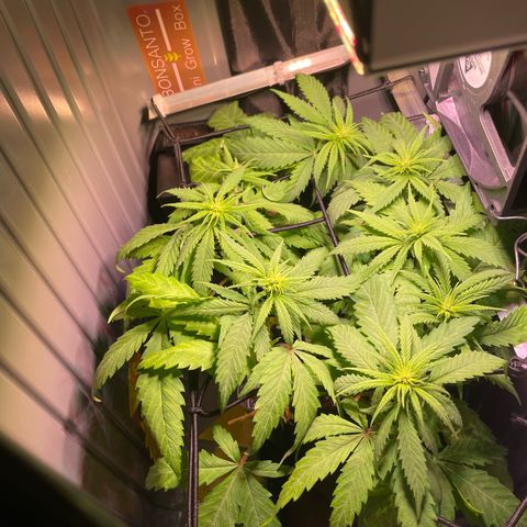 Bonsanto L Mini Grow Box White Widow growlog timeline photo