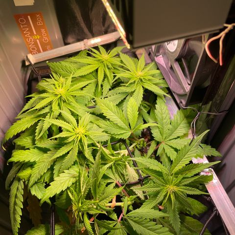 Bonsanto L Mini Grow Box White Widow growlog timeline photo