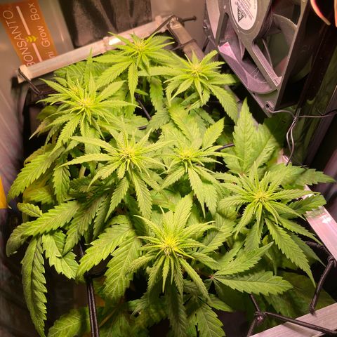 Bonsanto L Mini Grow Box White Widow growlog timeline photo