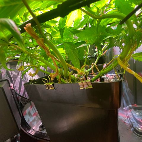 Bonsanto L Mini Grow Box White Widow growlog timeline photo