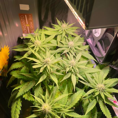 Bonsanto L Mini Grow Box White Widow growlog photo: Nach 5 Tagen Urlaub zurück, doch noch mehr in die Höhe gegangen als erwartet 