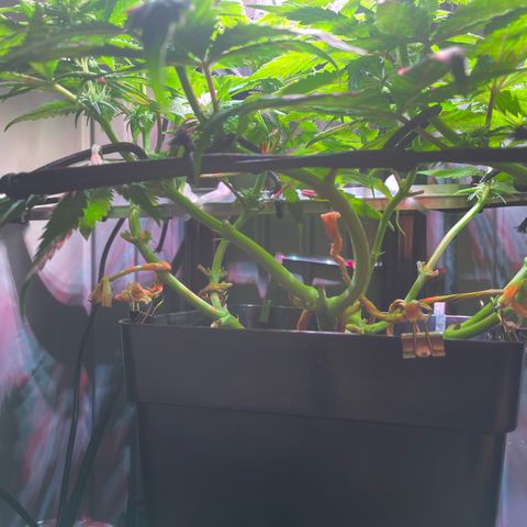 Bonsanto L Mini Grow Box White Widow growlog timeline photo
