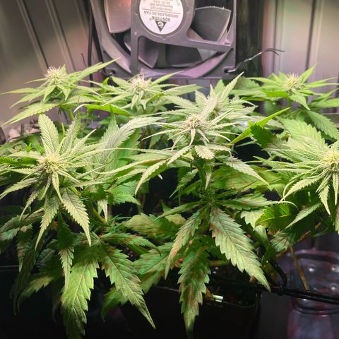 Bonsanto L Mini Grow Box White Widow growlog timeline photo