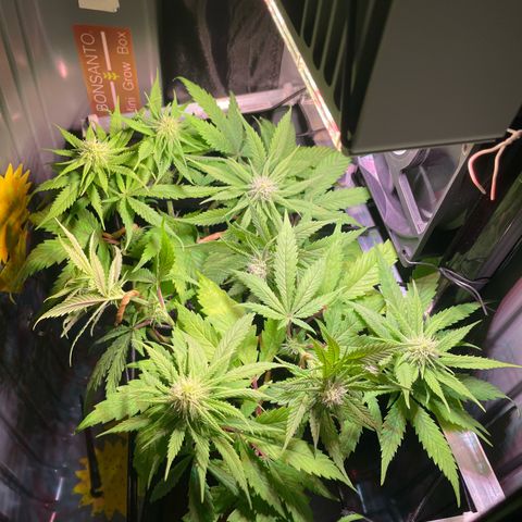 Bonsanto L Mini Grow Box White Widow growlog timeline photo