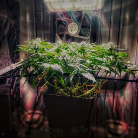 Bonsanto L Mini Grow Box White Widow growlog timeline photo