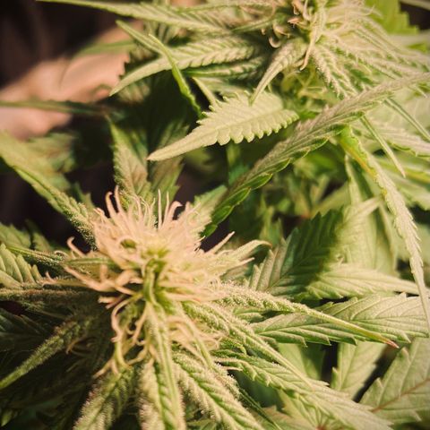 Bonsanto L Mini Grow Box White Widow growlog timeline photo