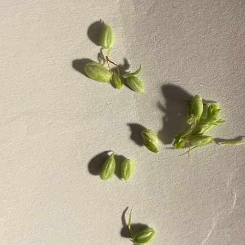 Bonsanto L Mini Grow Box White Widow growlog photo: Oh no!!!!!