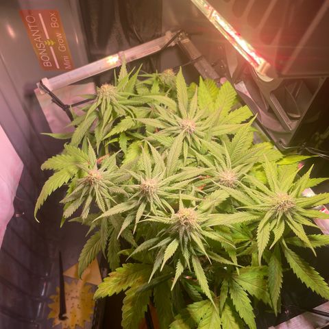 Bonsanto L Mini Grow Box White Widow growlog timeline photo