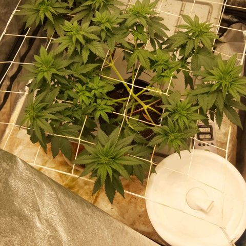 Blue Gelato 41 growlog photo