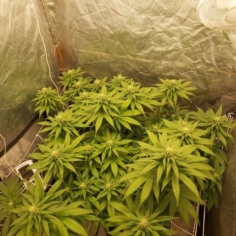 Blue Gelato 41 growlog photo