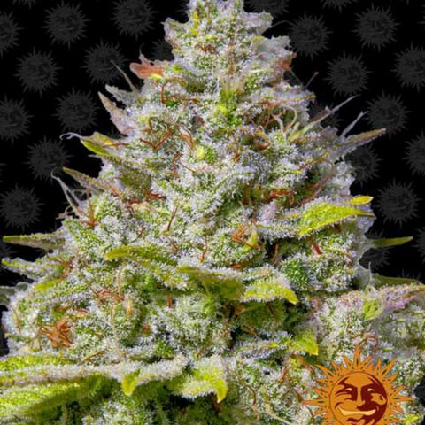 Blue Gelato 41 growlog photo