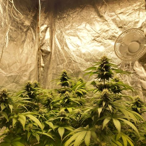 Blue Gelato 41 growlog photo
