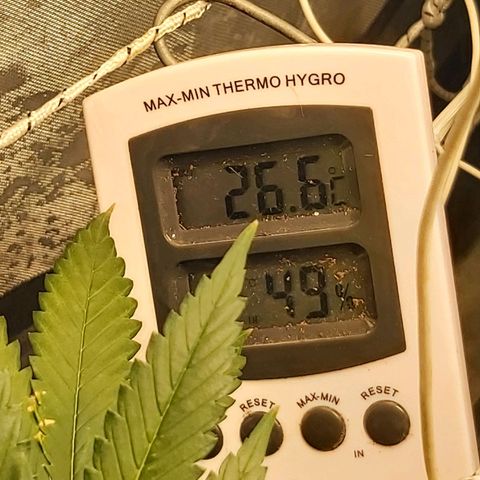 Blue Gelato 41 growlog photo