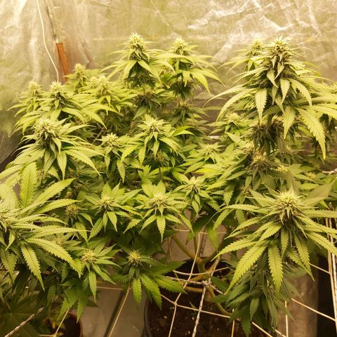 Blue Gelato 41 growlog photo: Deleafing 