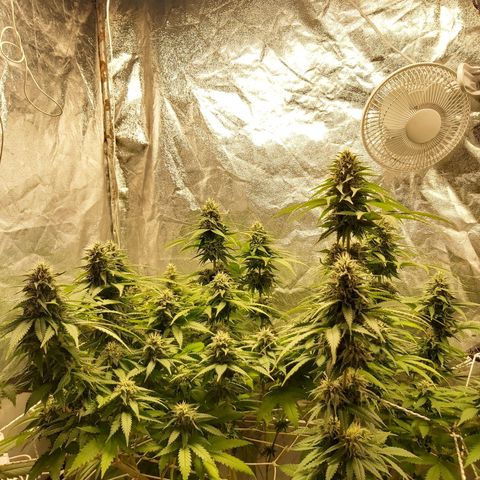Blue Gelato 41 growlog timeline photo