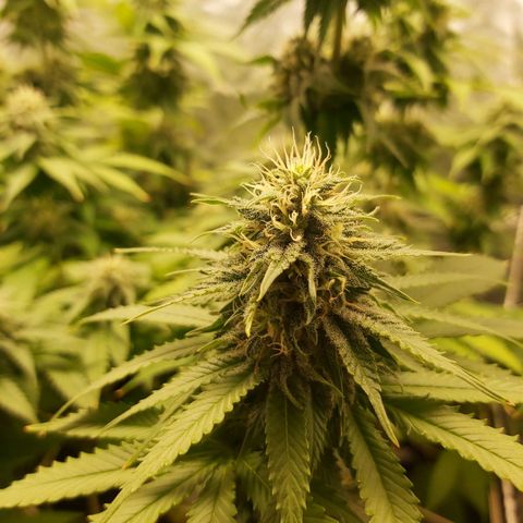 Blue Gelato 41 growlog timeline photo