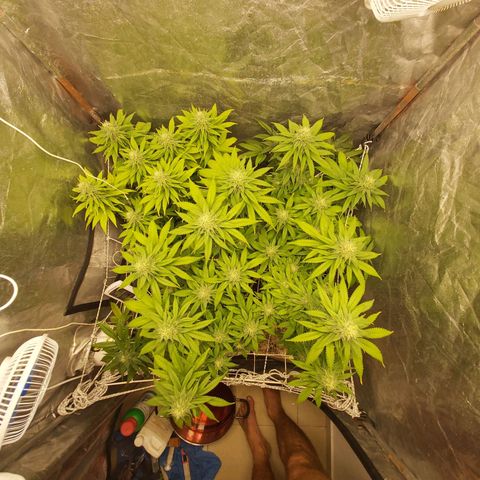 Blue Gelato 41 growlog timeline photo