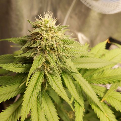 Blue Gelato 41 growlog timeline photo