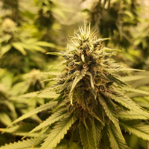 Blue Gelato 41 growlog timeline photo