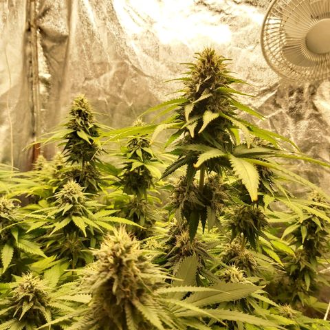 Blue Gelato 41 growlog timeline photo
