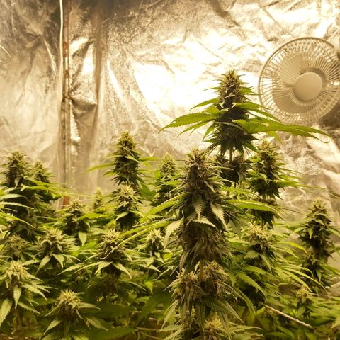 Blue Gelato 41 growlog timeline photo