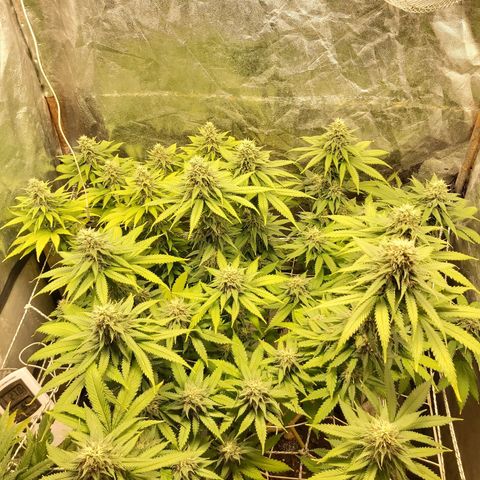 Blue Gelato 41 growlog timeline photo