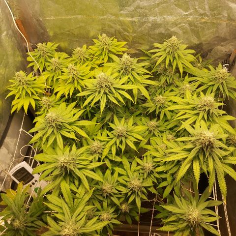 Blue Gelato 41 growlog timeline photo