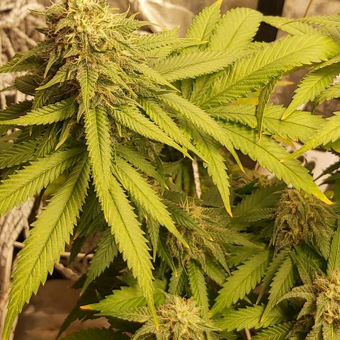 Blue Gelato 41 growlog timeline photo