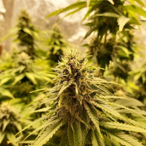 Blue Gelato 41 growlog timeline photo