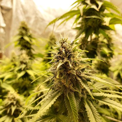 Blue Gelato 41 growlog photo: Just pk+iron from today til' 18.10