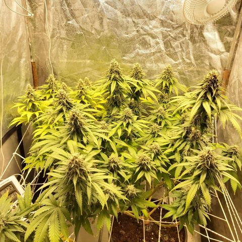 Blue Gelato 41 growlog photo: Just pk+iron from today til' 18.10