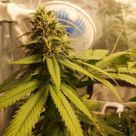Blue Gelato 41 growlog photo: Just pk+iron from today til' 18.10