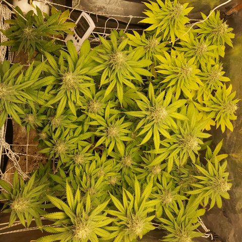 Blue Gelato 41 growlog photo: Just pk+iron from today til' 18.10