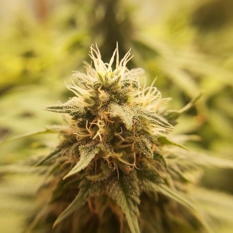 Blue Gelato 41 growlog timeline photo