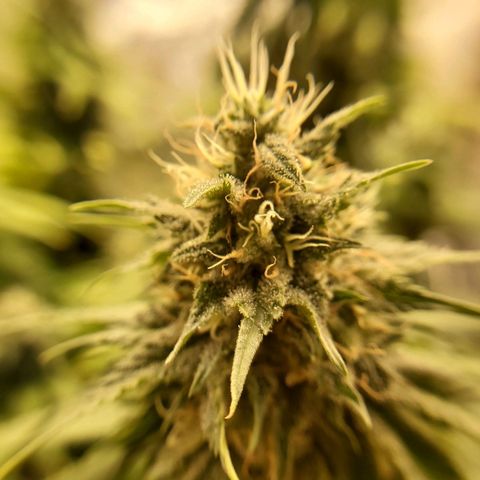Blue Gelato 41 growlog timeline photo