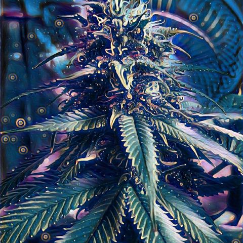 Blue Gelato 41 growlog timeline photo