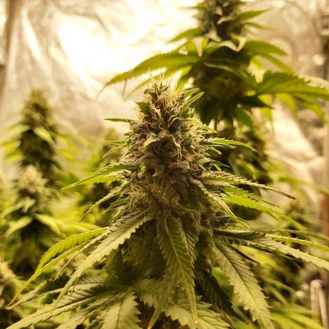 Blue Gelato 41 growlog timeline photo