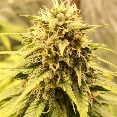 Blue Gelato 41 growlog timeline photo
