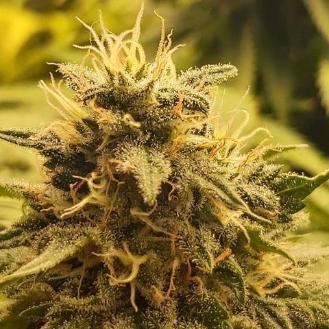 Blue Gelato 41 growlog timeline photo