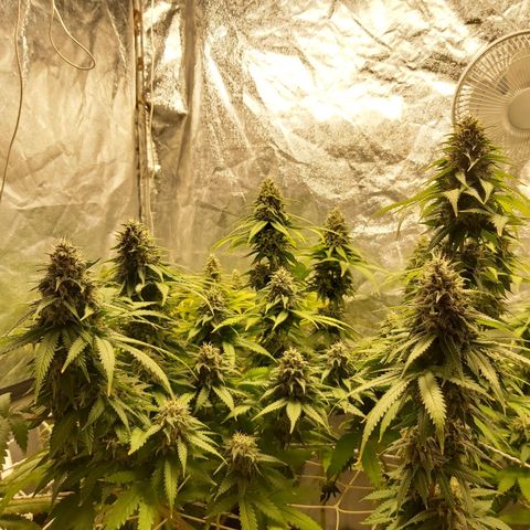 Blue Gelato 41 growlog timeline photo