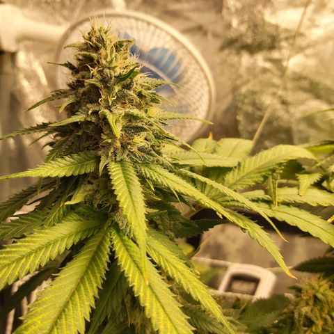 Blue Gelato 41 growlog timeline photo