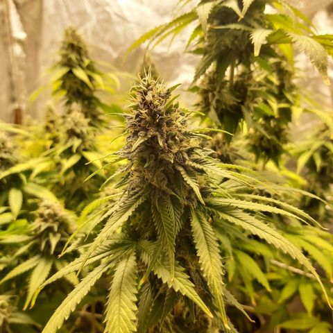 Blue Gelato 41 growlog timeline photo