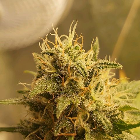 Blue Gelato 41 growlog timeline photo