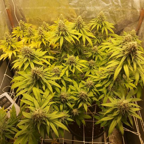 Blue Gelato 41 growlog timeline photo