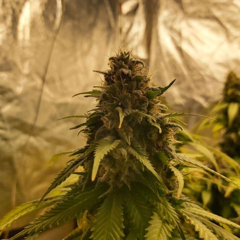 Blue Gelato 41 growlog photo: 😀