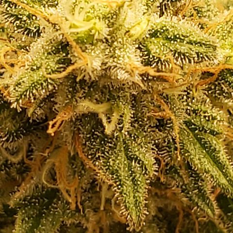 Blue Gelato 41 growlog photo: 😀