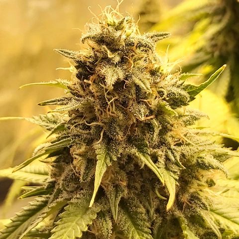 Blue Gelato 41 growlog photo: 😀