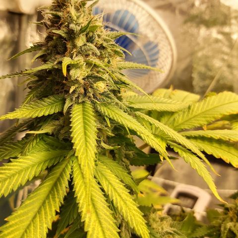Blue Gelato 41 growlog photo: 😀