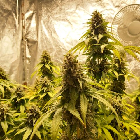 Blue Gelato 41 growlog photo: 😀